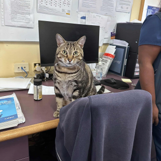 Illustration de l'article : Adopté par une maison de retraite après le décès de son propriétaire, ce gentil chat tigré apporte une joie infinie aux pensionnaires de l’établissement