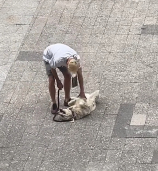 Illustration de l'article : Un Golden Retriever fait tout une scène en comprenant que sa promenade est terminée, la vidéo devient virale