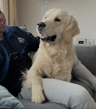 Illustration de l'article : Un Golden Retriever fait tout une scène en comprenant que sa promenade est terminée, la vidéo devient virale