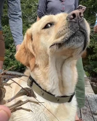 Illustration de l'article : Les grimaces de ce Labrador qui rencontre des écrevisses pour la première fois sont inestimables (vidéo)