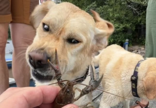 Illustration de l'article : Les grimaces de ce Labrador qui rencontre des écrevisses pour la première fois sont inestimables (vidéo)