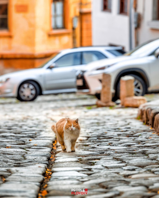 Illustration de l'article : L’étrange histoire de Sir Whiskers, un chat âgé élu maire contre sa volonté