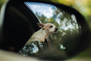 Illustration de l'article : Sauvetage in extremis d'un chien enfermé dans la voiture de son maître où la température atteignait 65°C 