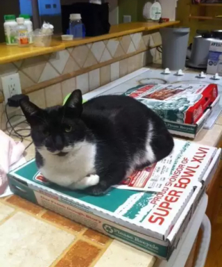 Illustration de l'article : 10 chats qui sont tombés amoureux d’un carton de pizza