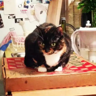 Illustration de l'article : 10 chats qui sont tombés amoureux d’un carton de pizza