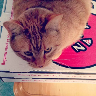 Illustration de l'article : 10 chats qui sont tombés amoureux d’un carton de pizza