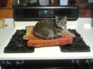 Illustration de l'article : 10 chats qui sont tombés amoureux d’un carton de pizza