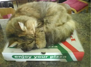 Illustration de l'article : 10 chats qui sont tombés amoureux d’un carton de pizza