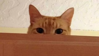 Illustration de l'article : 14 photos qui vous prouveront que les chats sont les champions de l’espionnage