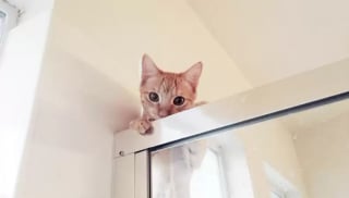 Illustration de l'article : 14 photos qui vous prouveront que les chats sont les champions de l’espionnage