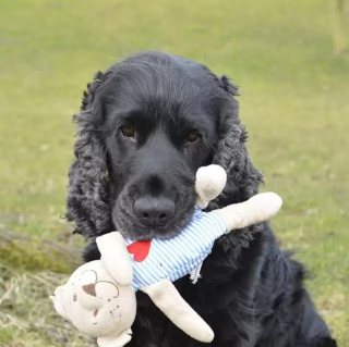 Illustration de l'article : 16 chiens complètement amoureux de leur doudou préféré