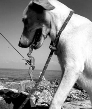 Illustration de l'article : 14 photos de chiens au timing plus que parfait