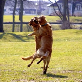 Illustration de l'article : 14 photos de chiens au timing plus que parfait