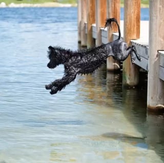 Illustration de l'article : 17 chiens qui profitent à fond des baignades de l’été