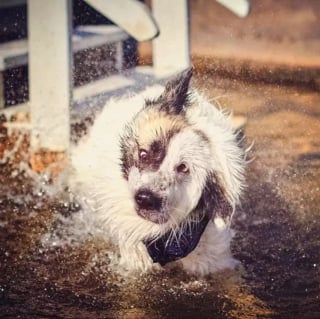 Illustration de l'article : 17 chiens qui profitent à fond des baignades de l’été