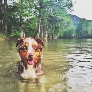 Illustration de l'article : 17 chiens qui profitent à fond des baignades de l’été