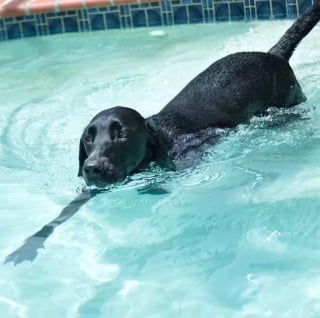 Illustration de l'article : 17 chiens qui profitent à fond des baignades de l’été