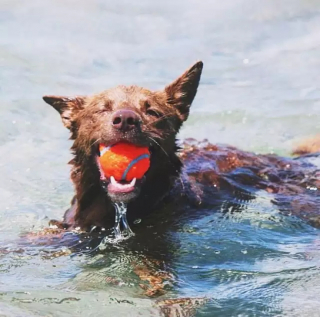 Illustration de l'article : 17 chiens qui profitent à fond des baignades de l’été