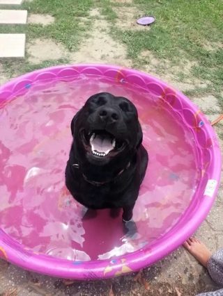 Illustration de l'article : 18 photos de chiens qui se rafraîchissent avec bonheur dans leur piscine personnelle