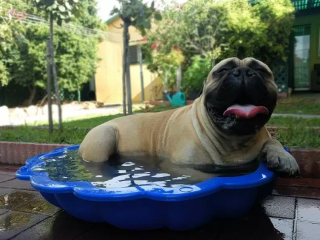 Illustration de l'article : 18 photos de chiens qui se rafraîchissent avec bonheur dans leur piscine personnelle