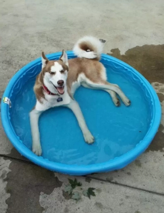 Illustration de l'article : 18 photos de chiens qui se rafraîchissent avec bonheur dans leur piscine personnelle