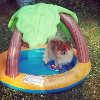 Illustration de l'article : 18 photos de chiens qui se rafraîchissent avec bonheur dans leur piscine personnelle