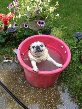 Illustration de l'article : 18 photos de chiens qui se rafraîchissent avec bonheur dans leur piscine personnelle