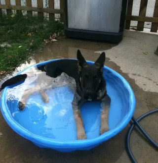 Illustration de l'article : 18 photos de chiens qui se rafraîchissent avec bonheur dans leur piscine personnelle