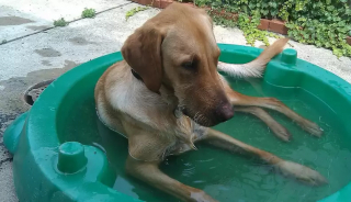 Illustration de l'article : 18 photos de chiens qui se rafraîchissent avec bonheur dans leur piscine personnelle