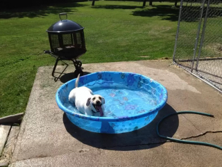 Illustration de l'article : 18 photos de chiens qui se rafraîchissent avec bonheur dans leur piscine personnelle