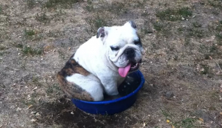 Illustration de l'article : 18 photos de chiens qui se rafraîchissent avec bonheur dans leur piscine personnelle