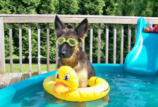 Illustration de l'article : 18 photos de chiens qui se rafraîchissent avec bonheur dans leur piscine personnelle