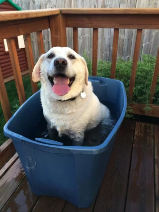 Illustration de l'article : 18 photos de chiens qui se rafraîchissent avec bonheur dans leur piscine personnelle