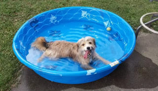 Illustration de l'article : 18 photos de chiens qui se rafraîchissent avec bonheur dans leur piscine personnelle