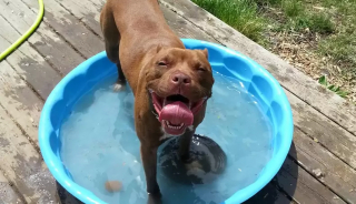 Illustration de l'article : 18 photos de chiens qui se rafraîchissent avec bonheur dans leur piscine personnelle