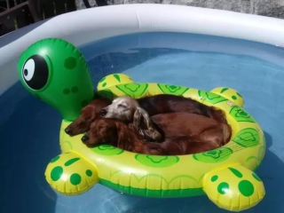 Illustration de l'article : 18 photos de chiens qui se rafraîchissent avec bonheur dans leur piscine personnelle