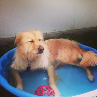 Illustration de l'article : 18 photos de chiens qui se rafraîchissent avec bonheur dans leur piscine personnelle