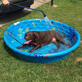 Illustration de l'article : 18 photos de chiens qui se rafraîchissent avec bonheur dans leur piscine personnelle