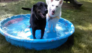 Illustration de l'article : 18 photos de chiens qui se rafraîchissent avec bonheur dans leur piscine personnelle