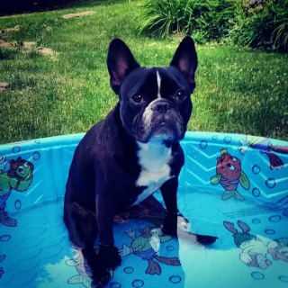 Illustration de l'article : 18 photos de chiens qui se rafraîchissent avec bonheur dans leur piscine personnelle