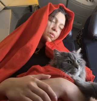 Illustration de l'article : Un chat se distingue par son comportement calme et silencieux dans un avion où les pleurs d’un bébé humain retentissent (vidéo)