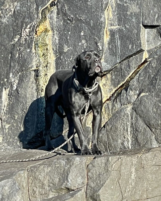 Illustration de l'article : Un chien disparu depuis une semaine retrouvé par un randonneur au bord d'une falaise