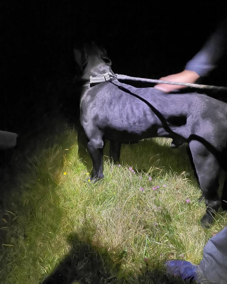 Illustration de l'article : Un chien disparu depuis une semaine retrouvé par un randonneur au bord d'une falaise