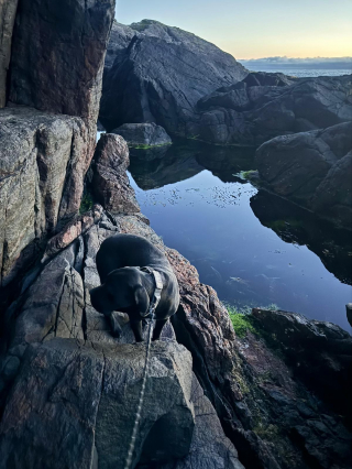 Illustration de l'article : Un chien disparu depuis une semaine retrouvé par un randonneur au bord d'une falaise