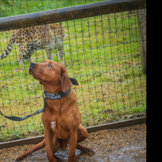 Illustration de l'article : Des chiens formés à combattre le braconnage effectuent un séjour au zoo pour s'entraîner avec les espèces qu'ils protégeront à des milliers de kilomètres