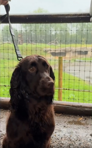 Illustration de l'article : Des chiens formés à combattre le braconnage effectuent un séjour au zoo pour s'entraîner avec les espèces qu'ils protégeront à des milliers de kilomètres