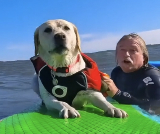 Illustration de l'article : Cette chienne d’assistance amoureuse de l’océan a un talent indéniable pour le surf (vidéo)