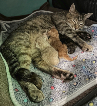 Illustration de l'article : Une femme se rend au refuge pour accueillir des chatons et adopte finalement une chatte gestante en détresse