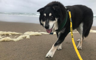 Illustration de l'article : Un vieux chien abandonné rencontre son âme soeur à l'âge de 12 ans qui lui redonne goût à la vie