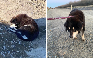 Illustration de l'article : Un vieux chien abandonné rencontre son âme soeur à l'âge de 12 ans qui lui redonne goût à la vie